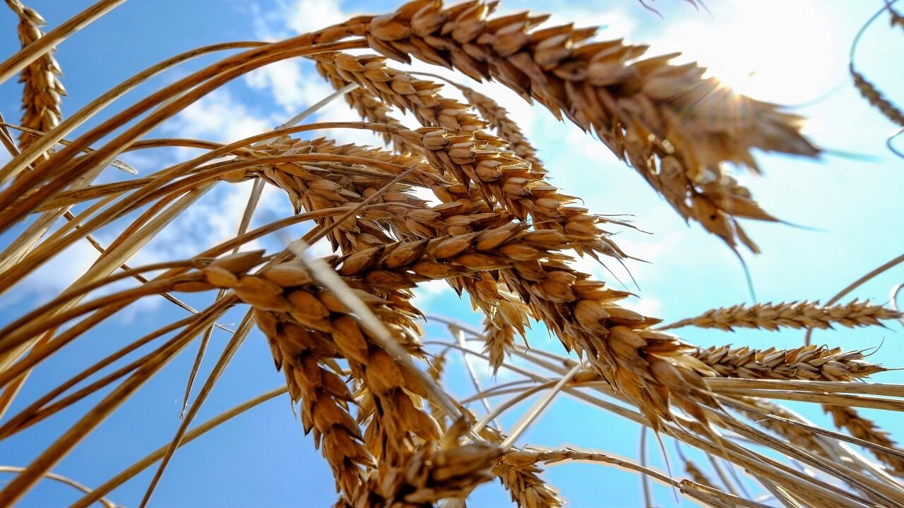 آخرین اخبار از قیمت خرید گندم از کشاورزان/ دولت غافلگیر شد؟ آخرین اخبار از قیمت خرید گندم از کشاورزان/ دولت غافلگیر شد؟