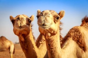شتر هم کرایه ای شد / روزی ۲ میلیون!