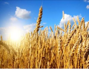 قیمت خرید تضمینی گندم چه زمانی اعلام میشود؟