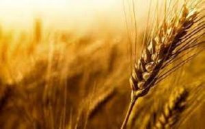  قیمت گندم اصلاح نشد / وعده سرخرمن به گندم‌کاران / تهدید جدی کشت در سال زراعی آینده