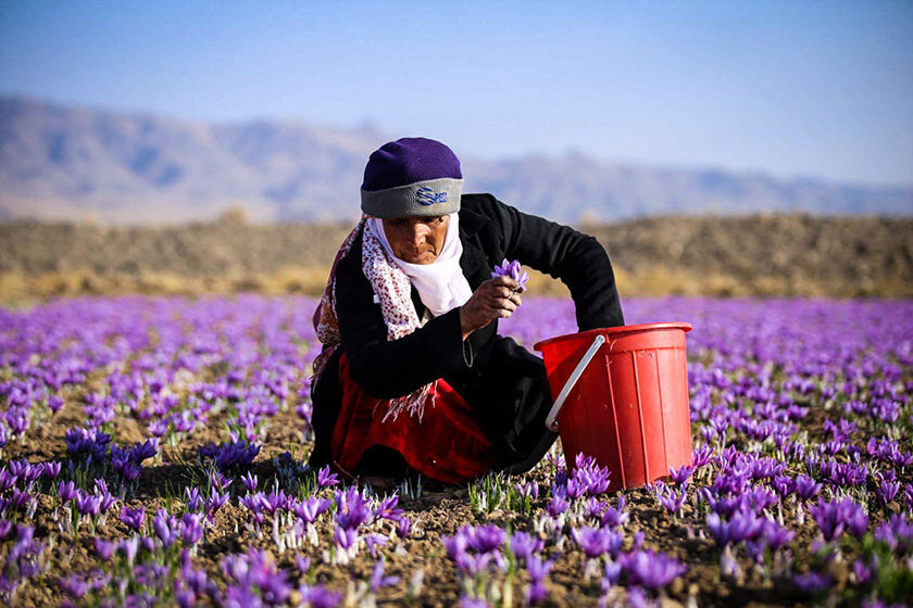 زعفران در وضعیت قرمز/ بدترین فصل برداشت زعفران برای کشاورزان زعفران در وضعیت قرمز/ بدترین فصل برداشت زعفران برای کشاورزان