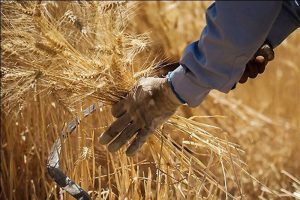 دولت نمی‌تواند حجم تولید را به کشاورزان دیکته کند / تاخیر ۴ ماهه در اعلام قیمت خرید تضمینی گندم