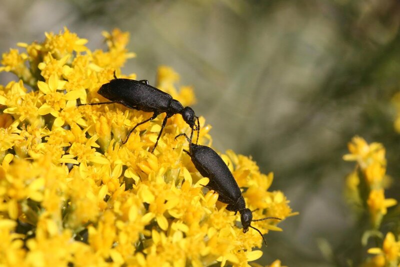 ویژگی خاص سکههای جدید طلا/حباب سکه از بین میرود؟ ویژگی خاص سکههای جدید طلا/حباب سکه از بین میرود؟
