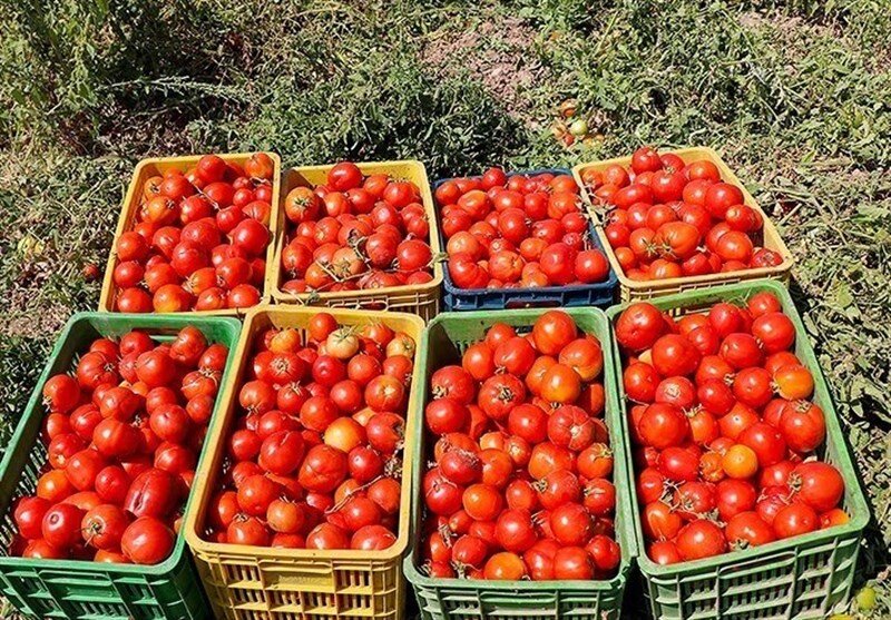 گوجه فرنگی ارزان می شود گوجه فرنگی ارزان می شود