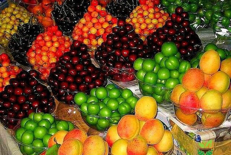 آغاز عرضه نوبرانههای بهاری در بازارهای میوهوترهبار آغاز عرضه نوبرانههای بهاری در بازارهای میوهوترهبار