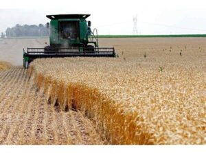 قیمت سبوس گندم دو برابر می‌شود؟