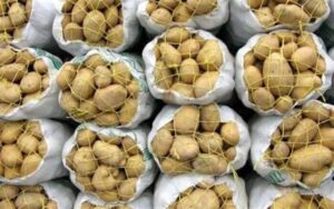 کاهش تدریجی قیمت سیبزمینی در بازار؛ ورود محمولههای جدید از جنوب