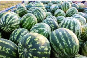 توضیح وزیر جهاد کشاورزی درباره ماجرای هندوانه های صادراتی به روسیه