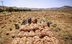 هزاران تن پیاز در دمای ۴۵ درجه جنوب کرمان دپو شد