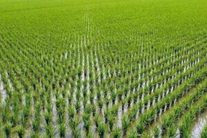 کاشت برنج در خوزستان ممنوع شد