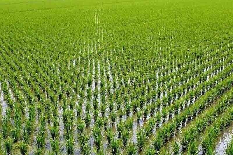 کاشت برنج در خوزستان ممنوع شد کاشت برنج در خوزستان ممنوع شد