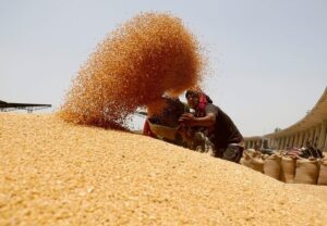 آخرین وضعیت ذخایر گندم اعلام شد/ ایمانی: کمبودی در تامین و توزیع گندم و آرد وجود ندارد