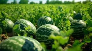 برای تولید۲.۶میلیون تن هندوانه چقدر آب هدر می رود؟