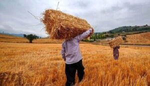 گندمکاران حتما بخوانند/ خبر جدید درباره رقم واریز مطالبات گندمکاران