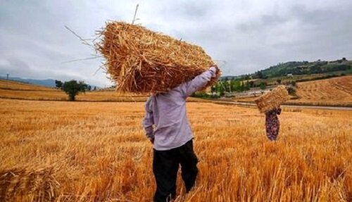 گندمکاران حتما بخوانند/ خبر جدید درباره رقم واریز مطالبات گندمکاران گندمکاران حتما بخوانند/ خبر جدید درباره رقم واریز مطالبات گندمکاران