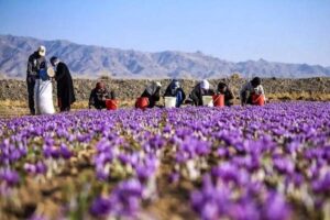 زعفران گران شد/ قیمت جدید زعفران را ببینید
