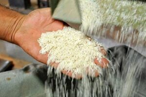 برنج ارزان به بازار آمد/ برنج ۵۰ هزار تومانی را از کجا بخریم؟
