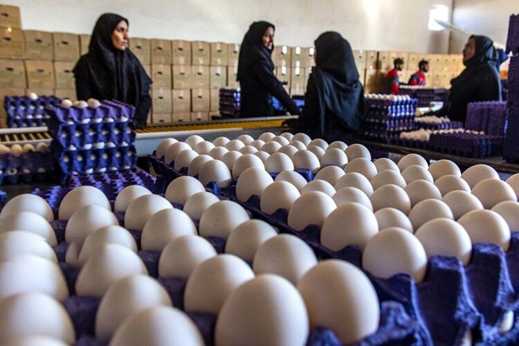 تغییر قیمت تخممرغ روزانه شد/ هر شانه تخممرغ چه قیمتی پیدا کرد؟ تغییر قیمت تخممرغ روزانه شد/ هر شانه تخممرغ چه قیمتی پیدا کرد؟