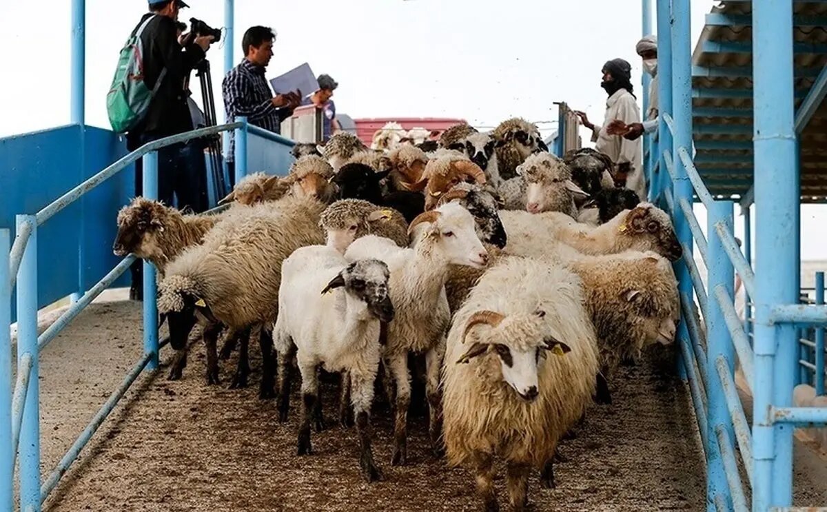 گوشت قرمز، کالای لوکس شد؟/ این قیمتهای عجیب از گوشت قرمز را ببینید/ منتظر ورود دام پاکستانی باشید! گوشت قرمز، کالای لوکس شد؟/ این قیمتهای عجیب از گوشت قرمز را ببینید/ منتظر ورود دام پاکستانی باشید!