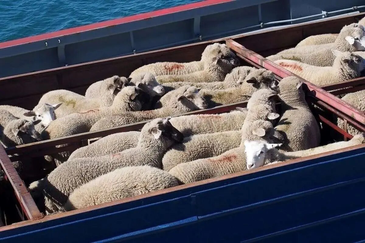 قیمت جدید دامزنده اعلام شد/ قیمت گوسفند سقوط کرد + جزییات قیمت جدید دامزنده اعلام شد/ قیمت گوسفند سقوط کرد + جزییات