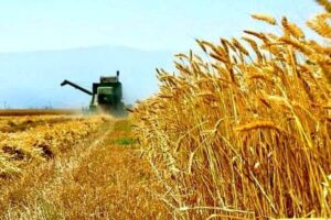 گندمکاران حتما بخوانند/ نرخ نهایی گندم چه زمانی به کشاورزان اعلام می‌شود؟ + میزان تغییر قیمت گندم