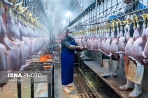 موافقت مجاز مشروط با صادرات گوشت مرغ بریده نشده