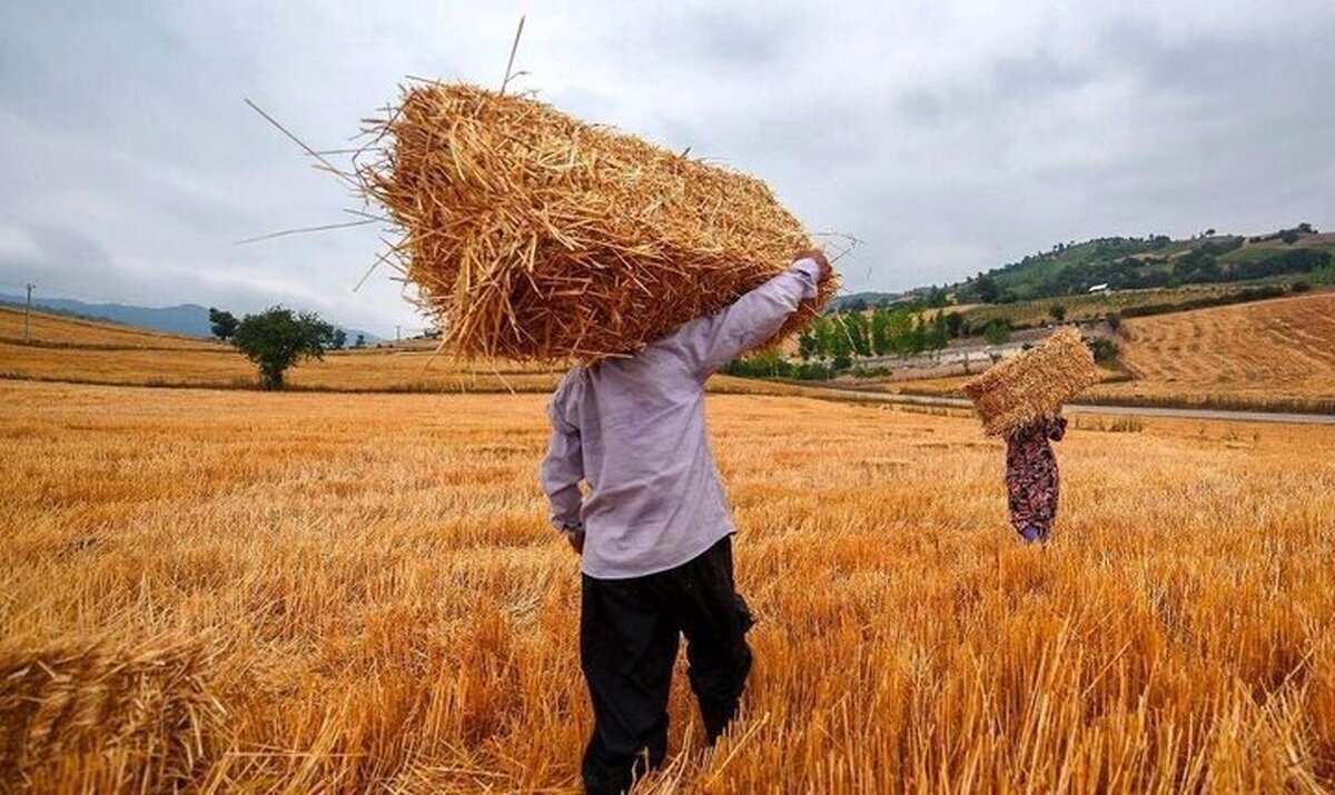 خبر جدید برای کشاورزان / زمان پرداخت مطالبات گندمکاران مشخص شد خبر جدید برای کشاورزان / زمان پرداخت مطالبات گندمکاران مشخص شد
