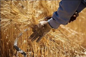 خبر مهم دولت برای گندمکاران / واریزی جدید در راه است