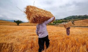 خبر مهم وزیر جهادکشاورزی برای گندم‌کاران/ زمان پرداخت مطالبات گندم‌کاران مشخص شد