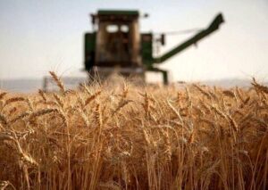 گندم‌کاران حتما بخوانند/ زمان واریز مطالبات گندم‌کاران اعلام شد + جزییات